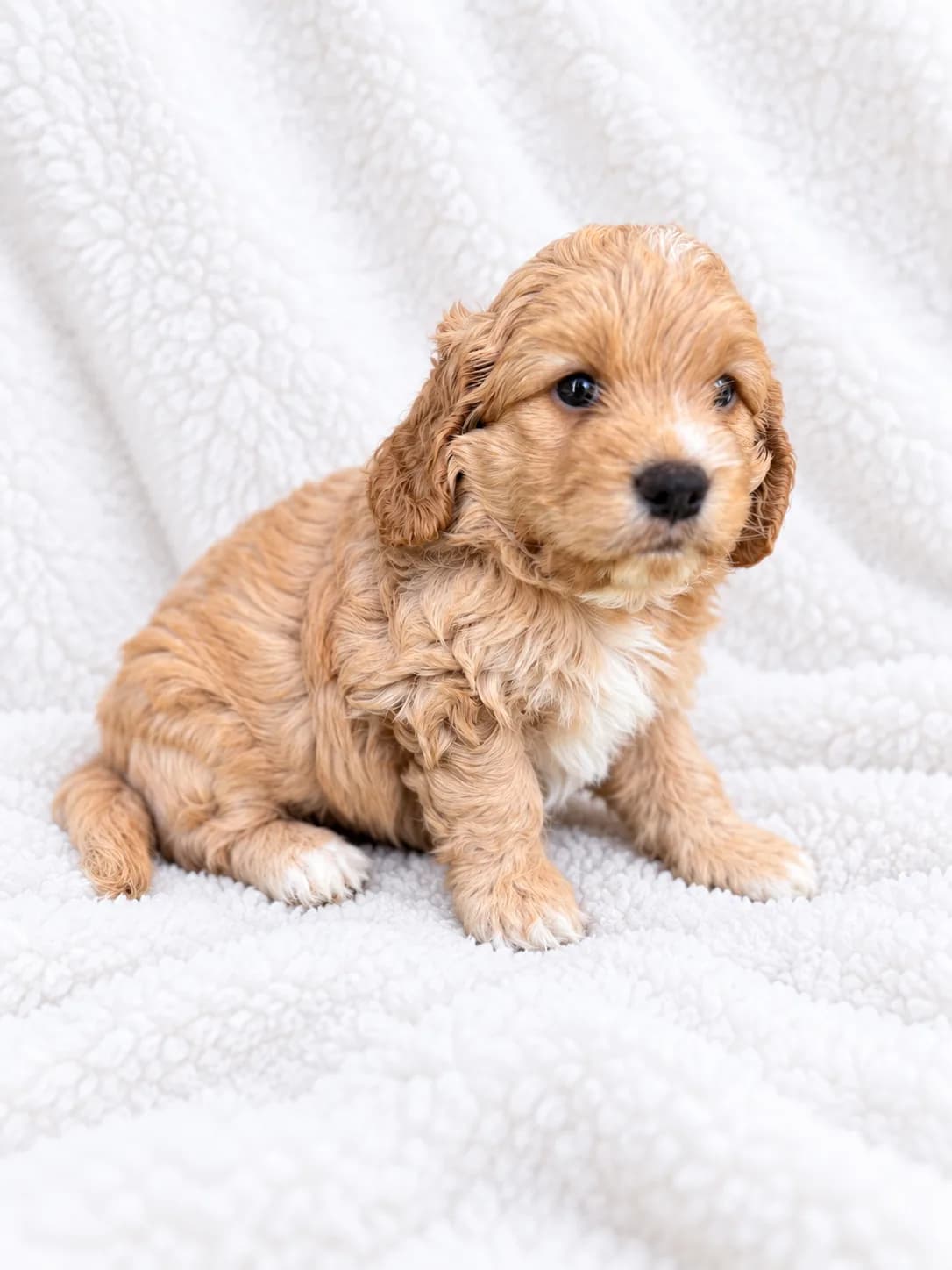 Cachorro 2