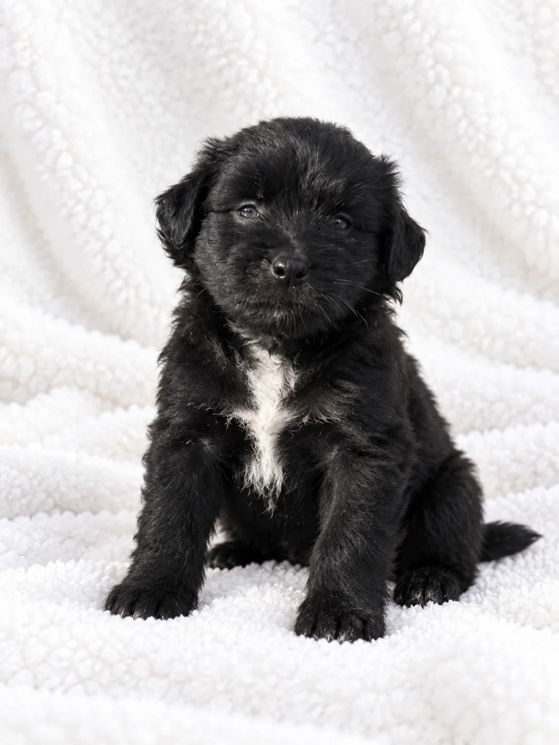 Cachorro 2
