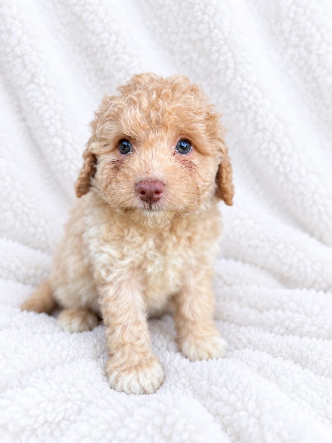Cockapoo