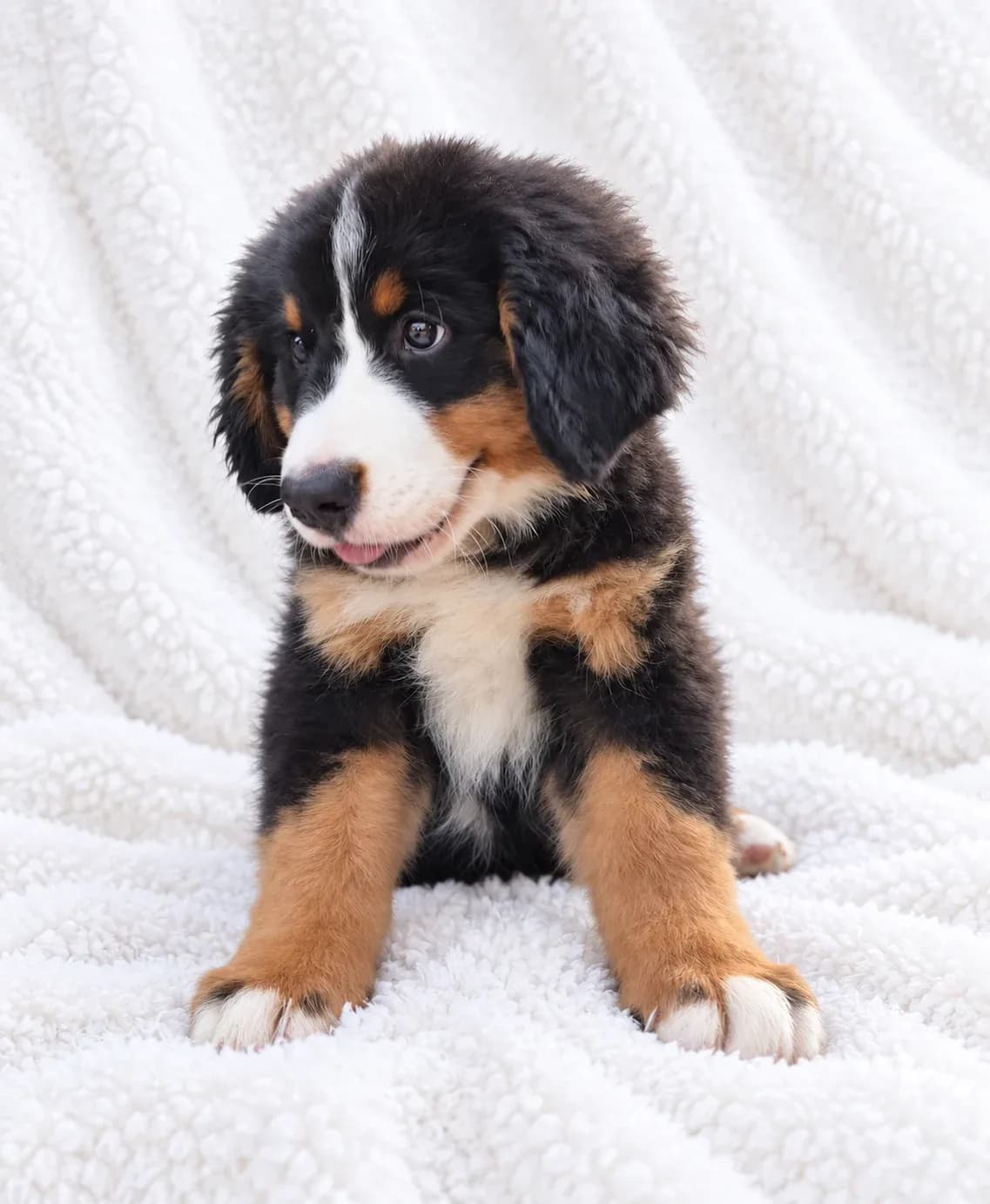 Bernese Mountain Dog