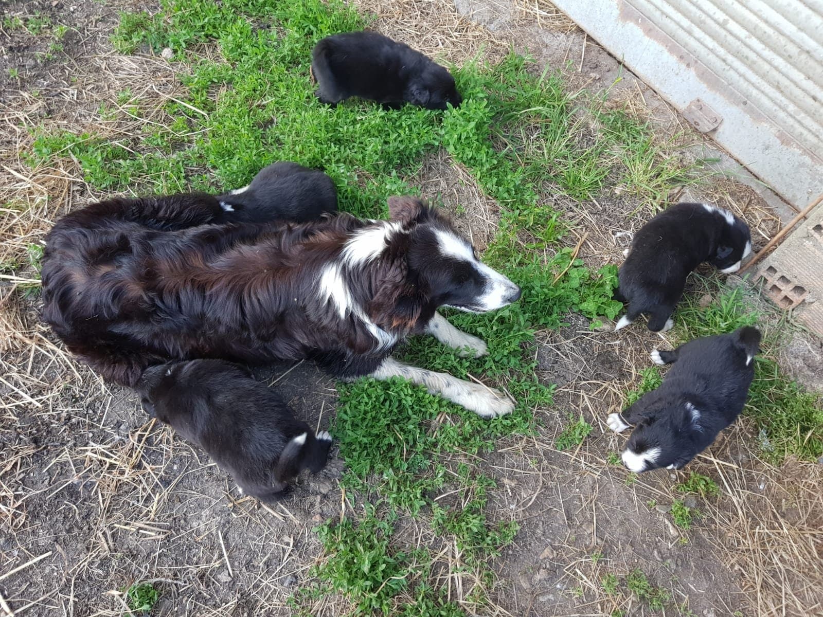 Perra border collie echada en la hierba, rodeada de sus cinco cachorros blanquinegros.