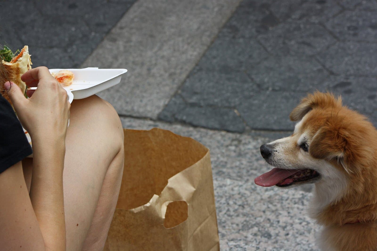Perro de pelo rojizo y blanco que mira con la lengua afuera el plato de comida de una persona sentada a su lado.