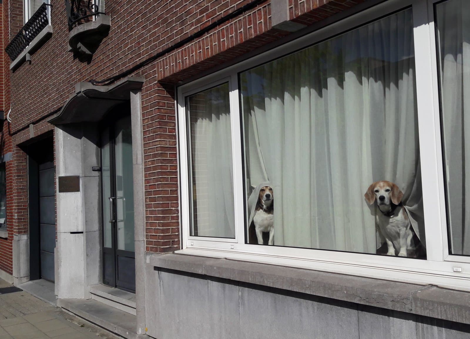 Dos perros tipo beagle miran hacia la calle desde detrás del ventanal de una casa, entre las cortinas.