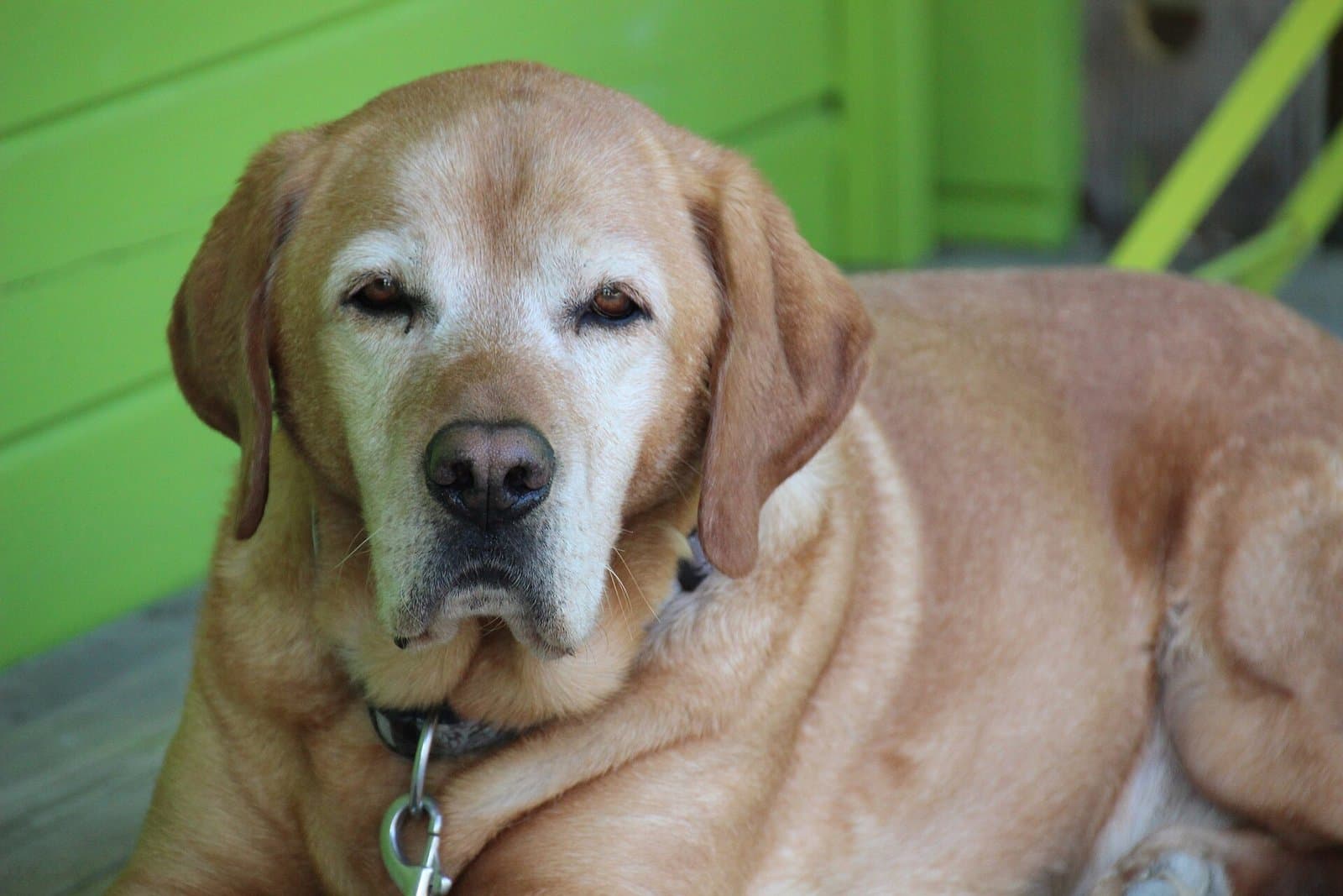 Perro mayor de pelo dorado y hocico cano, echado y con la mirada tranquila.