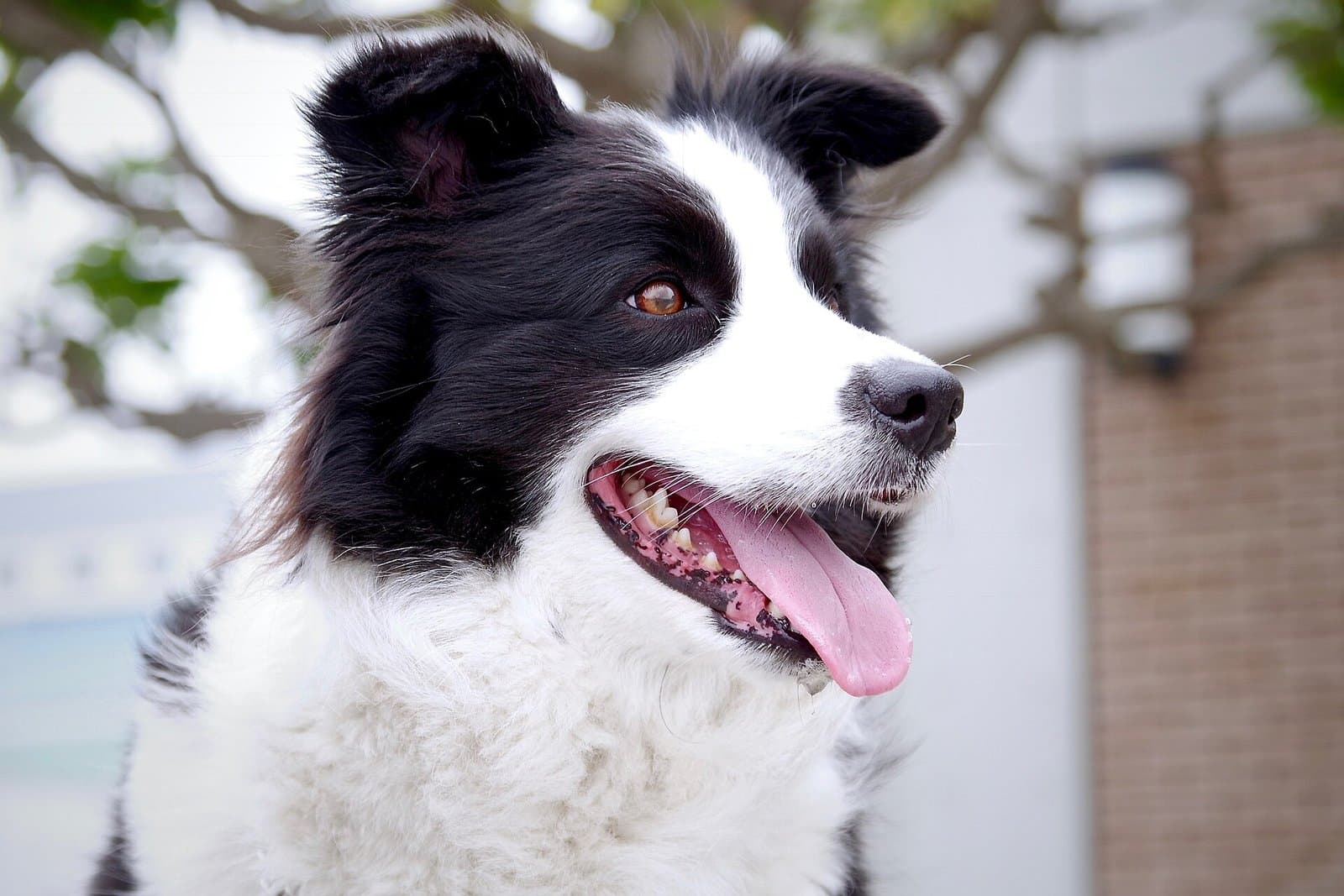Border collie blanco y negro jadeando con la lengua afuera en un día caluroso.
