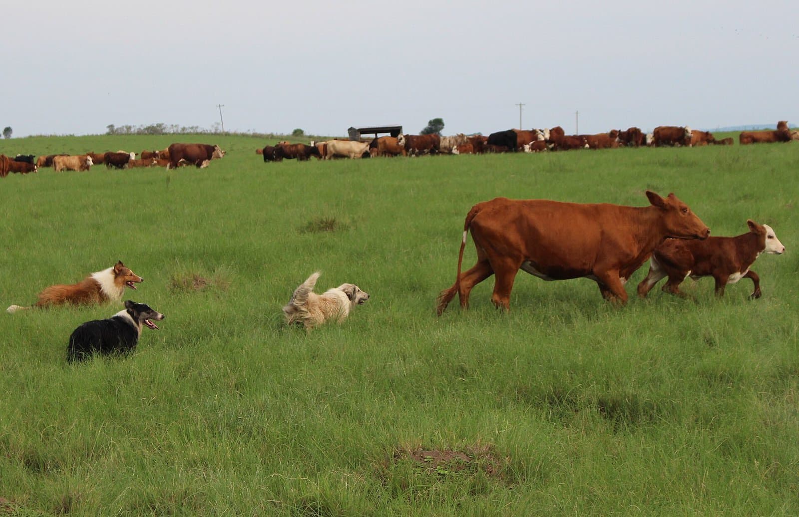 Tres perros pastores arrean una vaca y su ternero en un potrero, con el resto del hato al fondo.