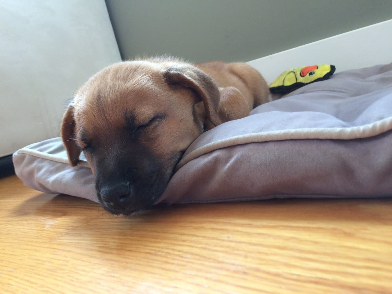 Cachorro de pelo corto color canela dormido con la cabeza apoyada en el borde de su cama, sobre un piso de madera.