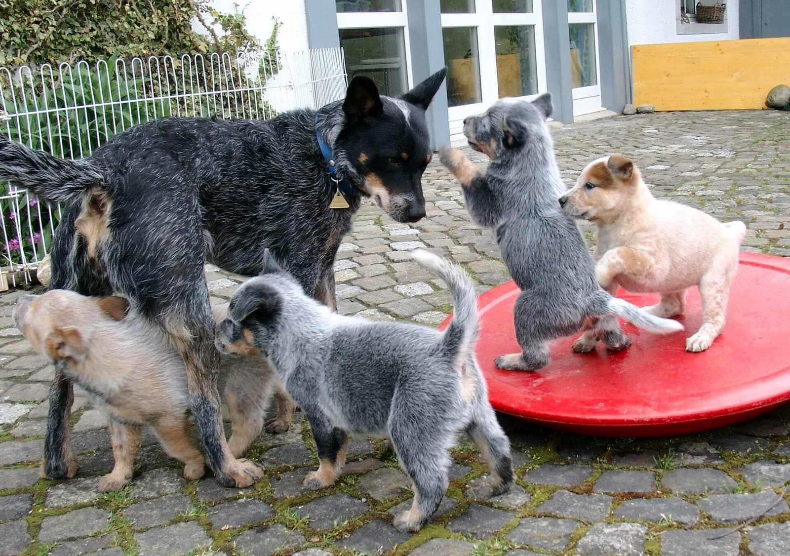 Cachorros de pastor ganadero australiano juegan alrededor de una perra adulta en un patio empedrado.