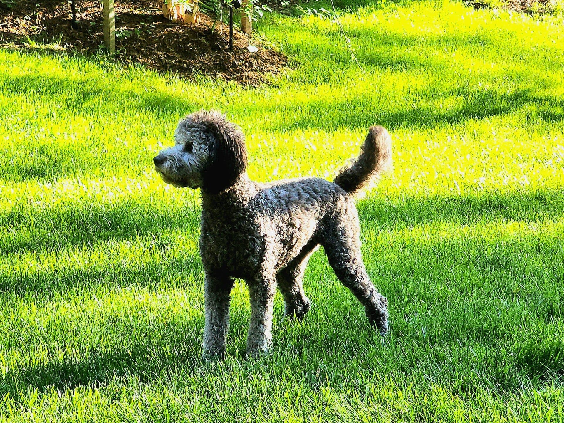 Cockapoo