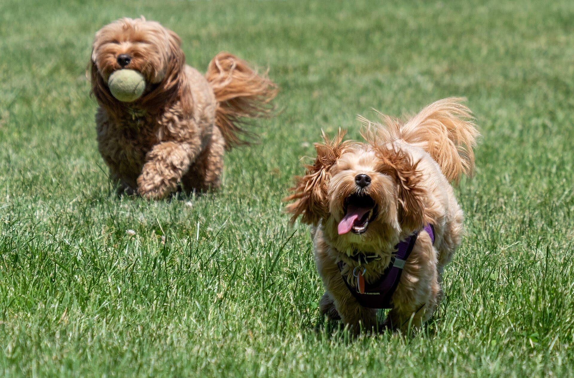 Maltipoo