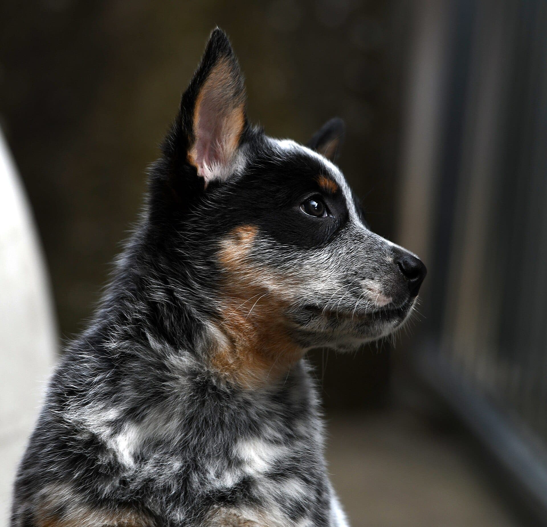 Australian Cattle Dog (Blue Heeler)