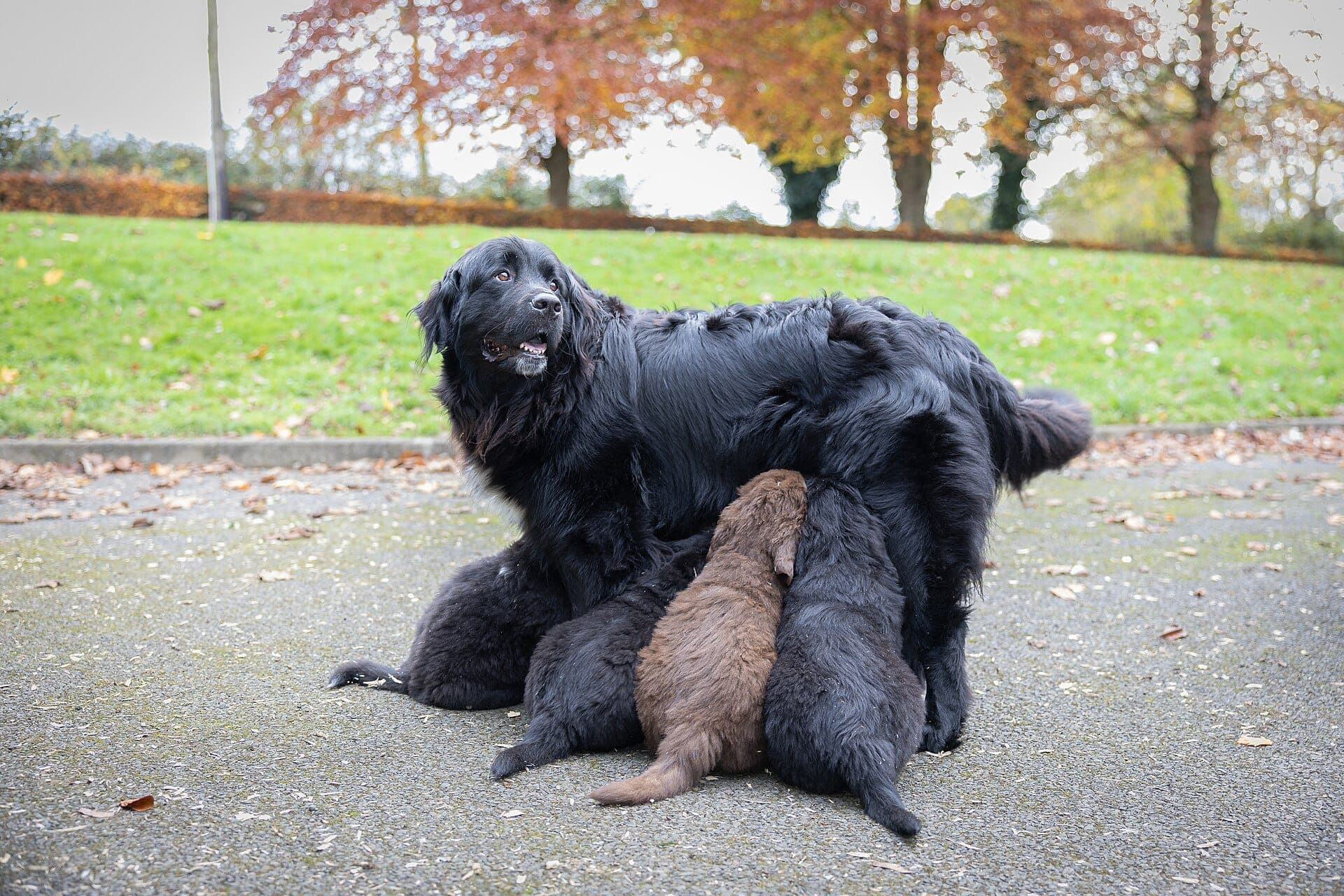 Una madre con sus cachorros en el jardín