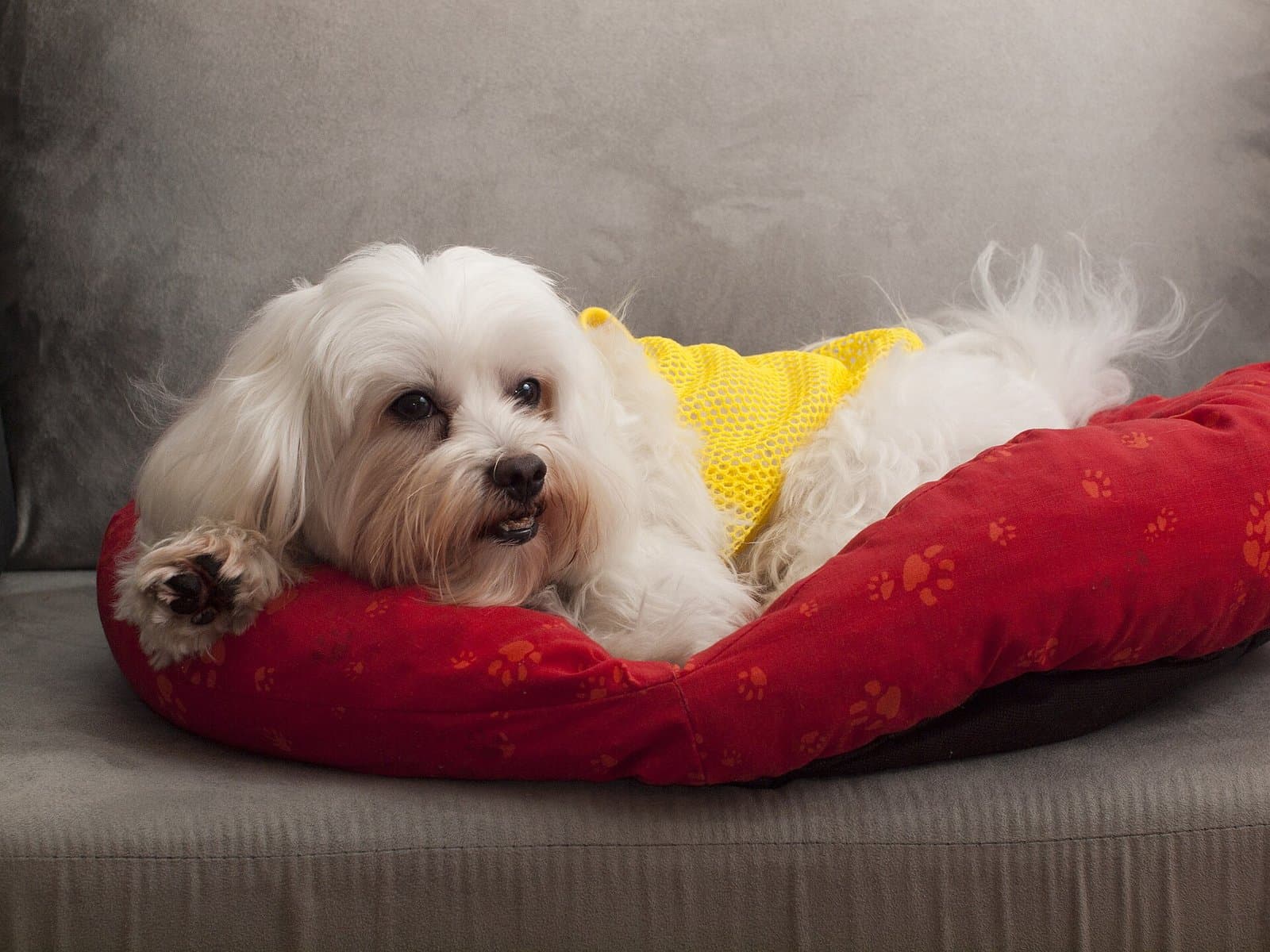 Perro pequeño blanco de pelo largo recostado en su cama roja sobre un sofá.