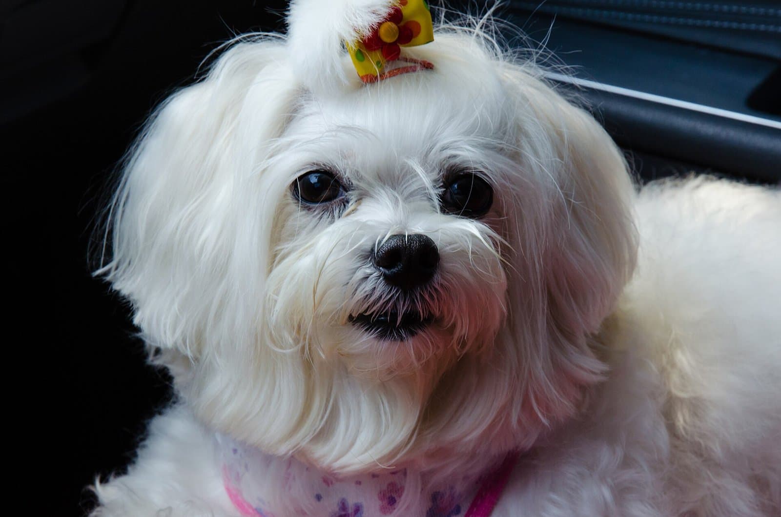 Primer plano de una perrita blanca de pelo largo y sedoso, tipo bichón maltés, con un moño en la cabeza.