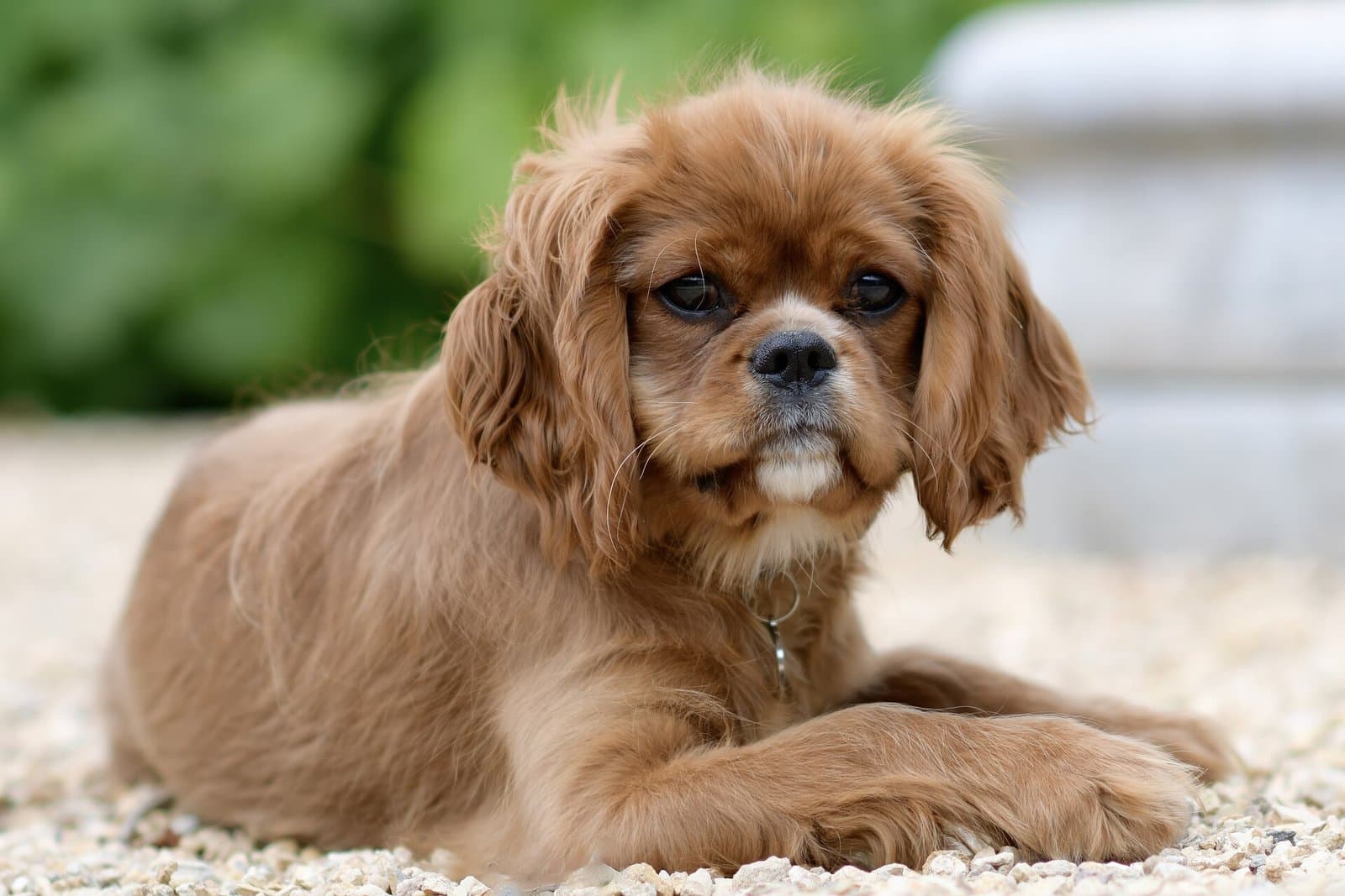 Cavalier king charles spaniel de color rubí echado tranquilo sobre la grava, mirando a la cámara.