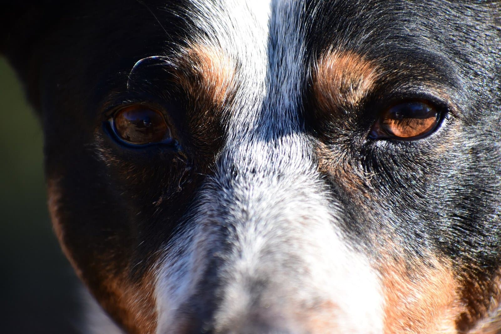 Primerísimo plano de los ojos castaños de un perro de cara tricolor, moteada de blanco.