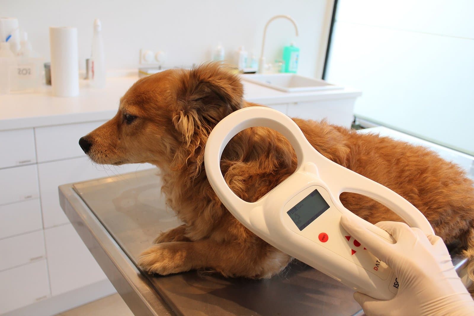 Una mano enguantada pasa un lector de microchip sobre el lomo de un perro de pelo rojizo en la mesa de un consultorio veterinario.