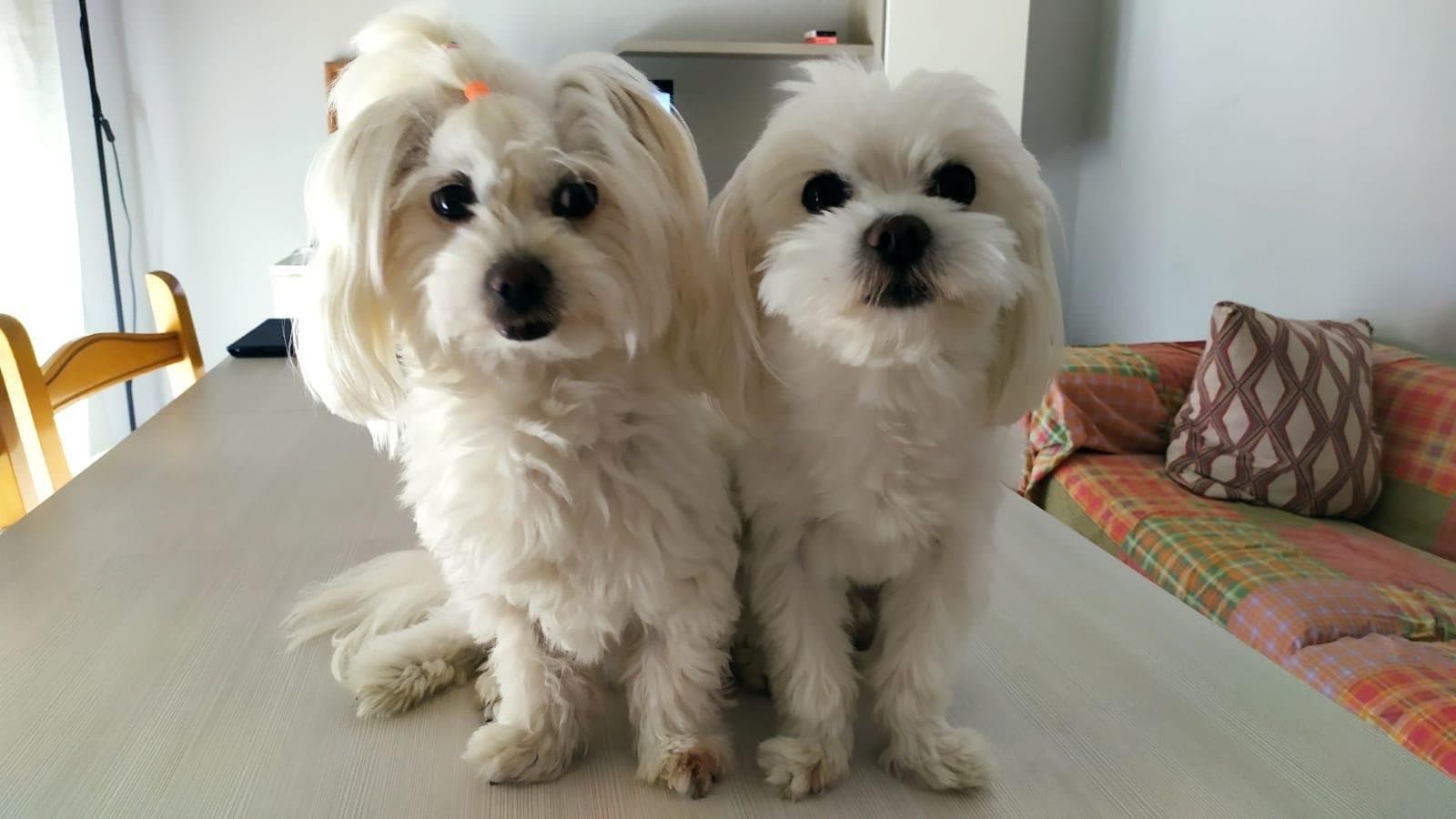 Dos perros pequeños blancos de pelo largo sentados juntos dentro de un apartamento.