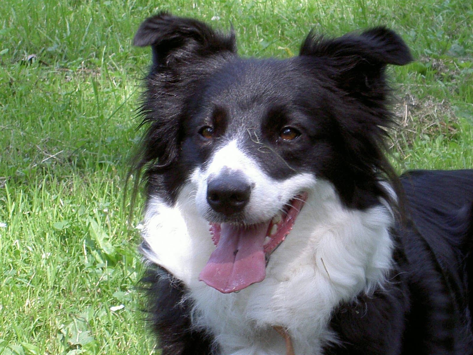 Retrato de un border collie blanco y negro echado en el pasto, con la lengua afuera.