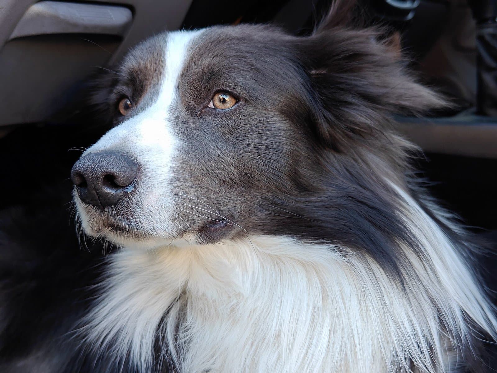 Border collie gris y blanco sentado dentro de un carro, mirando hacia afuera.
